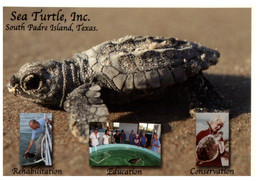 (XX 1) Sea Turtle - Tortue De Mer (South Padre Island - Texas) - Turtles