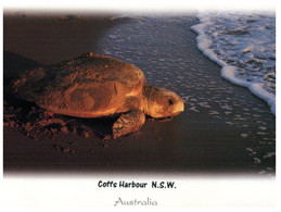 (XX 1) Sea Turtle - Tortue De Mer (Coffs Harbour) - Tartarughe