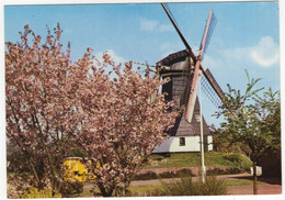 Rolde (Dr) - Molen In De Lente - De Korenmolen Van Rolde - (Nederland) - (Moulin à Vent, Mühle, Windmill, Windmolen) - Rolde