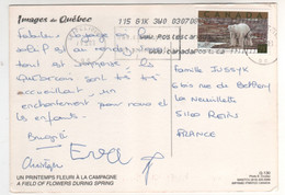 Timbre , Stamp   " Ours Blanc " Sur CP , Carte , Postcard  Du 07/07/2003 - Brieven En Documenten