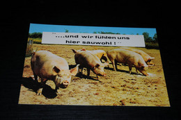 31034-              ...UND WIR FÜHLEN UNS HIER SAUWOHL ! .. - Schweine