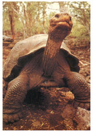 (XX 4) Galapagos Tortoise - Tortues (posted To Australia With USA Fort Sumter Stamp) - Turtles