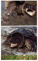 (XX 4) Snapping Tortoise - Tortues - Schildkröten