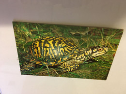 (XX 4) Snapping Tortoise - Tortues - Tortues