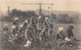 FINISTERE  29  PLOUGASTEL - DAOULAS - CUEILLETTE DES FRAISES - Plougastel-Daoulas