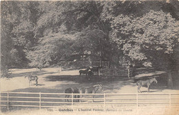 92-GARCHES- L'INSTITUT PASTEUR, CHEVAUX EN LIBERTE - Garches