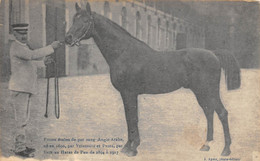 64-PAU- PRIME ETALON DE PUR SANG ANGLO-ARABE- NE EN 1890 PAR VIGNEMALE ET PRIMA PAR EMIR AU HARAS DE PAU - Pau