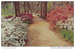 Walkway In Edisto Gardens Orangeburg South Carolina 1971 - Orangeburg