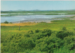 Groeten Van Het Eiland Schiermonnikoog - Meeuwenkolonie - (Nederland/Holland) - L 2799 - Schiermonnikoog