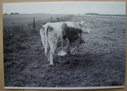 CP. 4003. Roisin 1978. Patrick Tombelle. La Fermière Et Le Lait - Honnelles