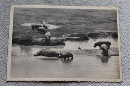 B179, Cpm 1951, Hippopotames Et Oies D'Egypte, Bugugu, Plaine Du Lac Edouard, Ouganda, Afrique - Hippopotamuses