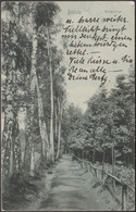 Birkenallee, Bielitz, 1906 - Photobrom AK - Schlesien