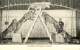 GEORGIANO Ménagerie Laurent * Cirque Circus Numéro * Georgiano Dompteur Domptage Lions Lion - Circus