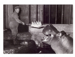 TIERE - FLUSSPFERD / HIPPO, Hippopotamus Birthday - Flusspferde