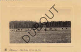 Postkaart - Carte Postale LIBRAMONT Les Biches à L'orée Du Bois (O943) - Libramont-Chevigny