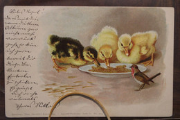 Ak 1890 Vögel Entlein Muenchen Courier CPA DR Allemagne Deutsches Reich Litho Privatpost - Birds