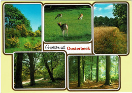 Groeten Uit Oosterbeek Gelderland Nederland 1987 ZELDZAAM Groot Formaat CPA - Oosterbeek