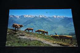 31484-                       Animaux - Vaches - Niesenkulm - Cows