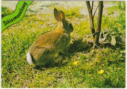 Schiermonnikoog - Haas / Lièvre / Feldhase / Hare - (Nederland/Holland) - Nr. L 443 - Schiermonnikoog