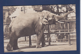 CPA éléphant Carte Photo Non Circulé - Olifanten