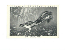 Chromo/Photo Australie Autralia Oiseau-Lyre Voir 2 Scans Bien 65 X 40 Mm Pub: Delespaul RR - Menier