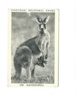 Chromo/Photo Australie Autralia Kangourou Voir 2 Scans Bien 65 X 40 Mm Pub: Delespaul RR - Menier