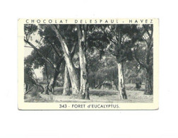 Chromo/Photo Australie Autralia Foret D'Eucalyptus Voir 2 Scans Bien 65 X 40 Mm Pub: Delespaul RR - Menier