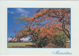 MAURICE - MAURITUS - ARBRES FLAMBOYANTS - Maurice