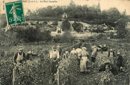 Vouvray * Le Haut Sanzelles * Vignoble Vignes Vin Vendanges Vendangeurs - Vouvray