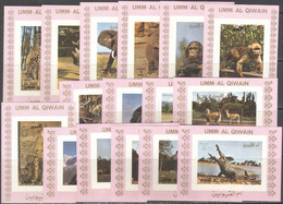 M2477 ✅ ﻿﻿Fauna Animals Elephants Monkeys Wild Cats 1972 Umm Al Qiwain 16v Deluxes Set MNH ** 32ME Imp Imperf - Sonstige