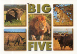 - The BIG FIVE - Format: 17cm X 12 Cm - Scan Verso - - Lions