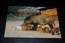 31639-                         WILDFÙTTERUNG AN DER ERIKABRÙCKE, BAD LAUTERBERG - Pigs