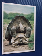 Giant Turtle - Galapagos - Modern Postcard - Turtles