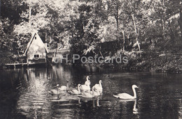Gomel - Swan Pond In Lunacharsky Culture Park - 1965 - Belarus USSR - Unused - Belarus