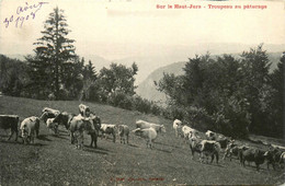 Sur Le Haut Jura * Le Troupeau Au Pâturage - Autres & Non Classés