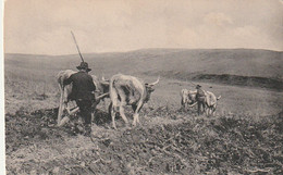 ***  LABOURAGE -- Laboureurs -et Boeufs - Neuve TTBE - Cultures