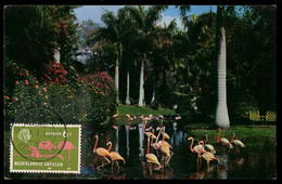 NETHERLAND ANTILLES (1959) Flamingoes. Bonaire. Maximum Card With First Day Cancel. Scott No 242.. - Curacao, Netherlands Antilles, Aruba