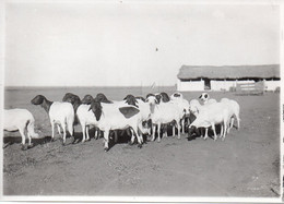 Photo Madagascar, Moutons, Format 12/18 - Afrique