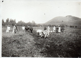 Photo Madagascar, Arrachage Des Pommes De Terre, Format 12/18 - Africa