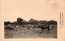 GUINÉ - Um Rebanho De Vacas - Guinea Bissau