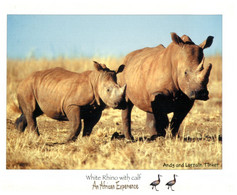 (YY 15) White Rhinoceros Calf / Bébé Rhinoceros Blanc - Rhinocéros