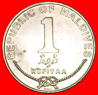 * ERROR CRESCENT AND STAR (1984-1996): MALDIVES★ 1 RUFIYAA 1416 1996 MINT LUSTRE! GREAT BRITAIN LOW START ★ NO RESERVE! - Maldives
