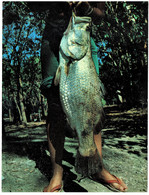 Barramundi, Northern Territory - Unused - Unclassified