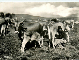 Aubrac * Laguiole * Environs * La Traite D'une Vacherie Sur Les Monts D'aubrac * Fermier Agriculture - Laguiole