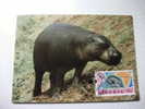 Annullo Speciale Maximum Wwf  Liberia Ippopotamo Hippopotamus - Ippopotami