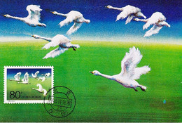 BIRDS-SWANS- SET OF 4 MAXIMUM CARDS- PRC-MNH-BR2-33 - Cygnes