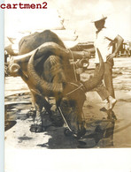 PHOTOGRAPHIE ANCIENNE : PHILIPPINES BUFFLE DE RACE CARABAOS PORT DE LEGAZPI ALBAY FILIPINO FILIPINAS - Philippines