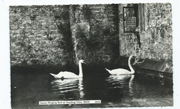 Postcard Rp Somerset Wells Unused Swans Ringing The Bell Birds - Wells