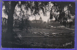 Carte Postale 40. Castets-des-Landes Les Moutons  L'Adoue  Très Beau Plan - Castets