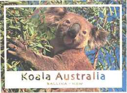 Australia:NSW, Ballina, Koala - Altri